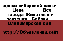 щенки сибирской хаски  › Цена ­ 10 000 - Все города Животные и растения » Собаки   . Владимирская обл.